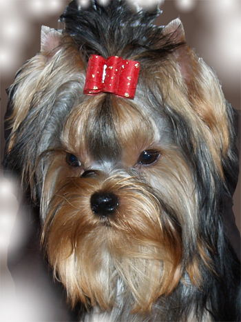 Yorkie Puppy at 6 months of Age